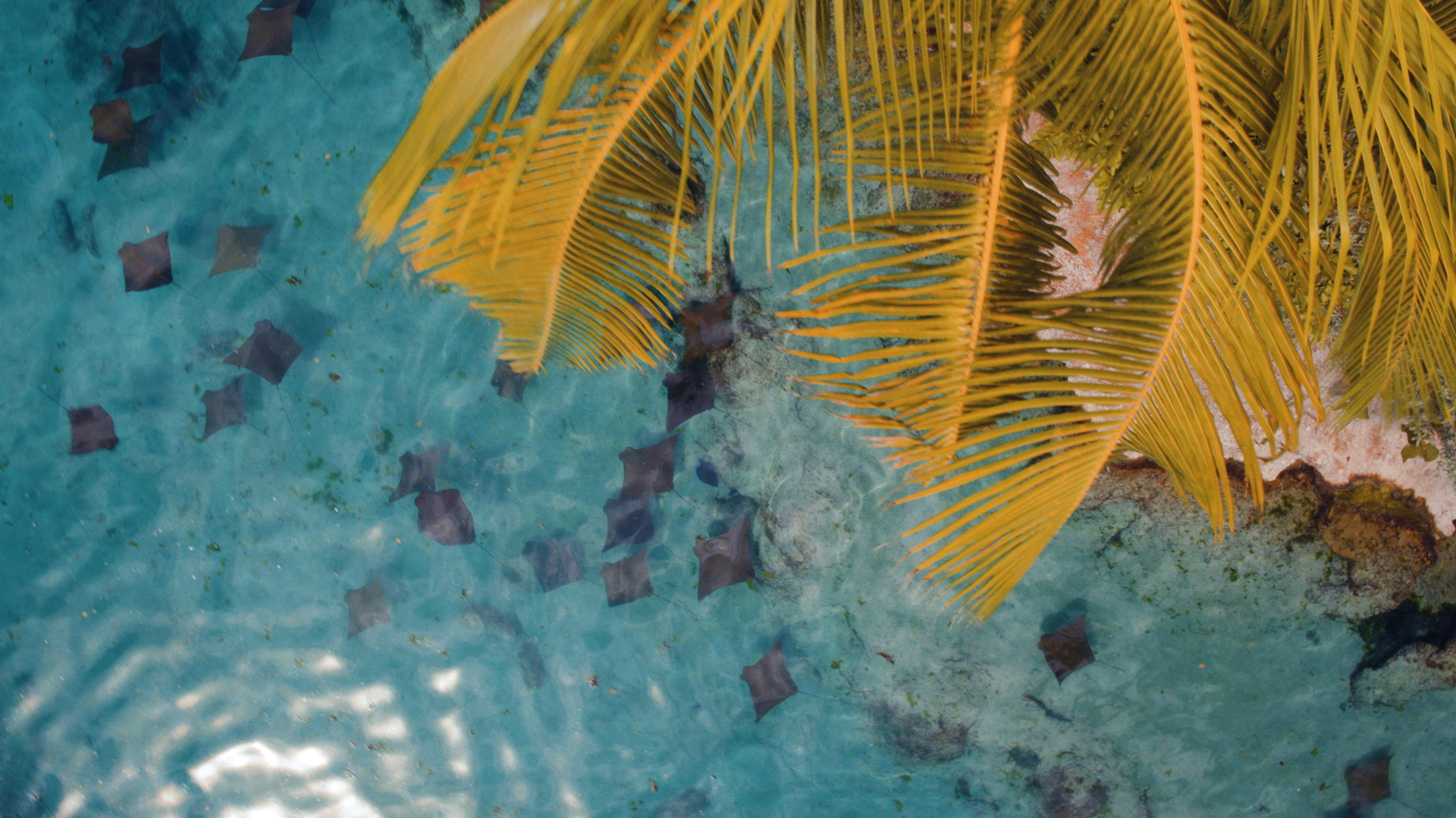 Splash Page Reel 1080.00_00_29_12.Still009.png